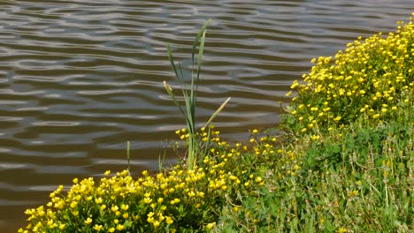 wild fresh spring flowers. lake shore. close-up