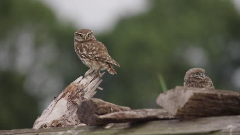 little owl dad and chick sits on pile of wood logs in breeze, blurry background