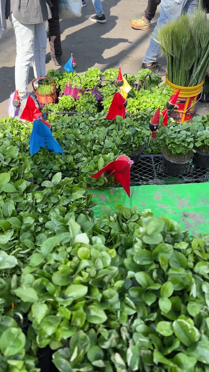 Fresh wheat oat grain sprout bowl plant in urban landscape city lifestyle of Tehran scenic footage green grass pot vase street store spring season decorative object Nowruz symbol nature vibrant garden