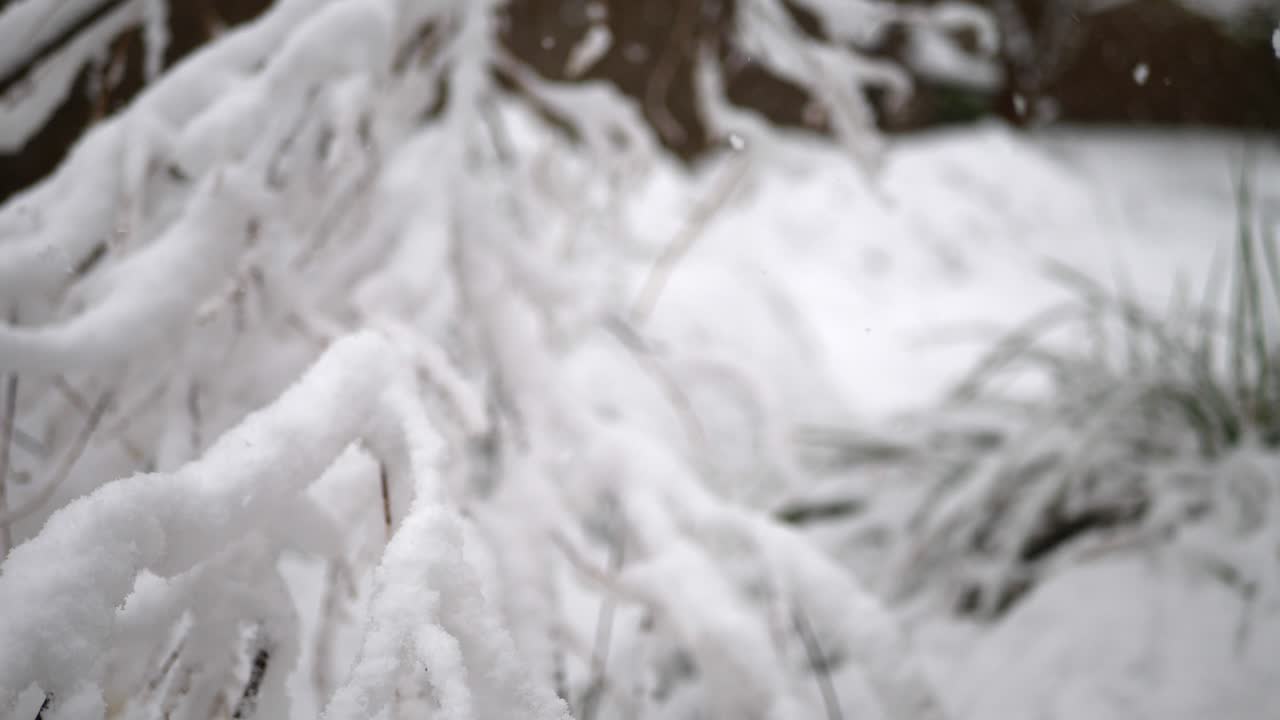copos de nieve cayendo sobre una rama de árbol en el bosque durante una tormenta de invierno a cámara lenta