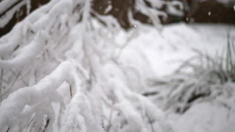 snow flakes falling on a tree branch with in the forest during a winter weather storm slow motion