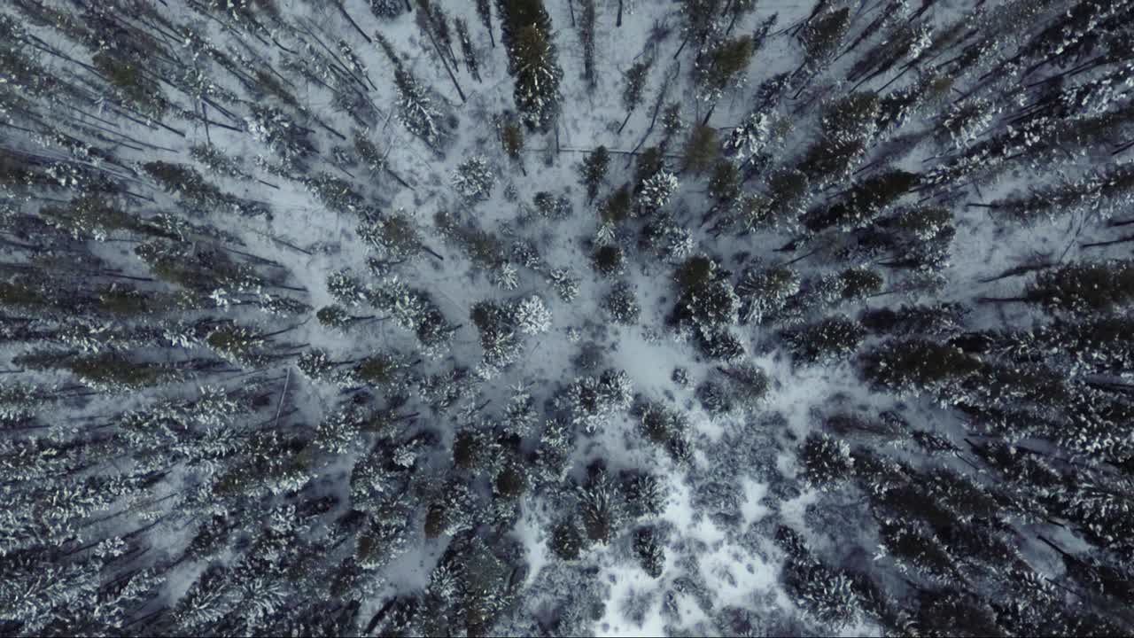AEREA - Veduta direttamente dall'alto su una foresta innevata