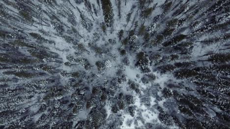 aerial - straight down over snow covered forest