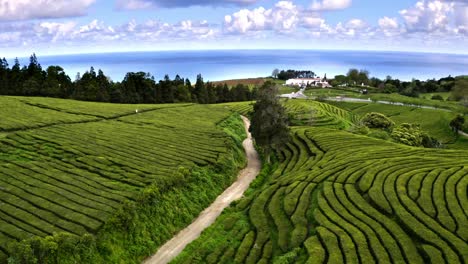 chá gorreana tea plantation and factory on azores coast, aerial view