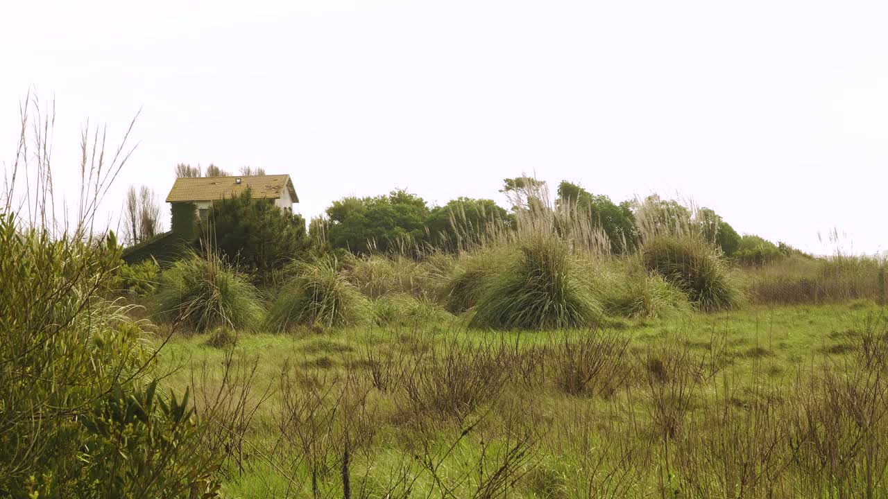 4K pampasgräs (Cortaderia selloana) som svajar i vinden med ett gammalt hus i bakgrunden