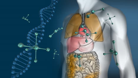 animación de la cadena de adn girando sobre el modelo del cuerpo humano