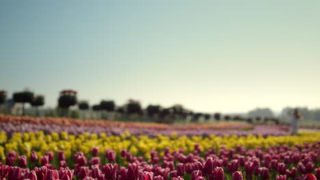 Vista-Superior-Del-Jardín-Con-Flores-De-Primavera.-Chica-Borroneada-Moviéndose-Sobre-Fondo-De-Flores.