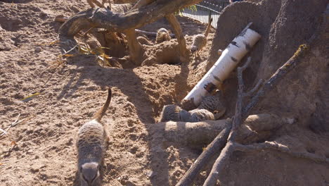 Mob-of-meerkats-exploring-their-surroundings-at-wildlife-safari-park