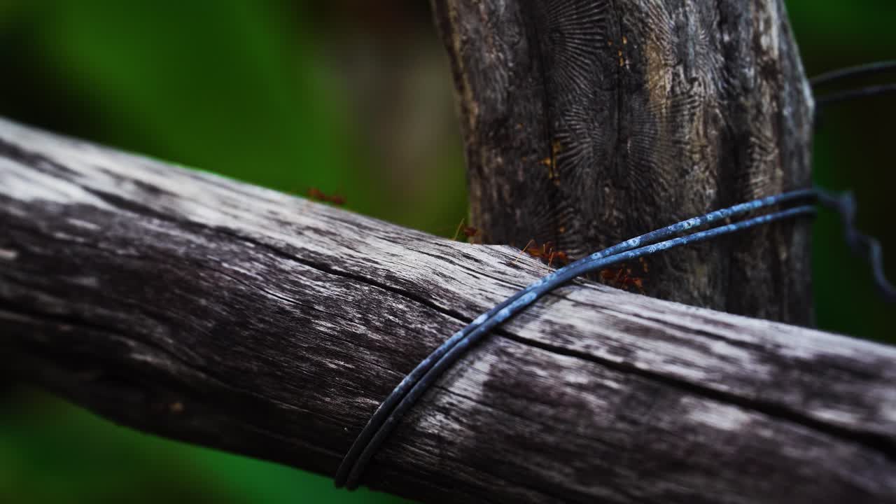 붉은 개미는 정원에 있는 오래된 목조 건축물에 행진하고 가까이 다가옵니다.