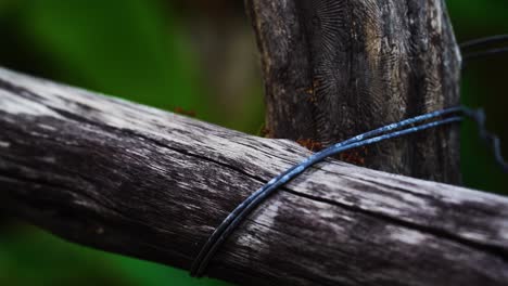 red ants march on aged wooden construction in garden, close up