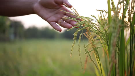 Adolescente-Moviendo-La-Mano-A-Través-De-Arroz-O-Granos-De-Arroz