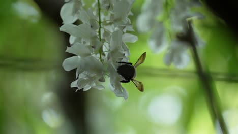 silhouette of bee working its way to gather nectar out of delicate white flower