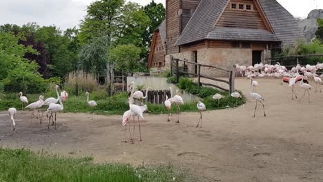 baby and adult flamingos on a summer day