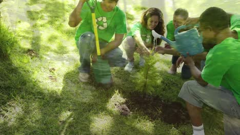 Planting-trees-in-a-park