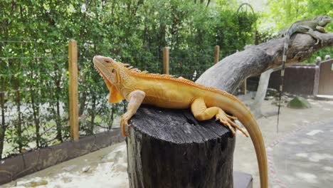 closeup of orange iguana on a branch against a background of green leaves