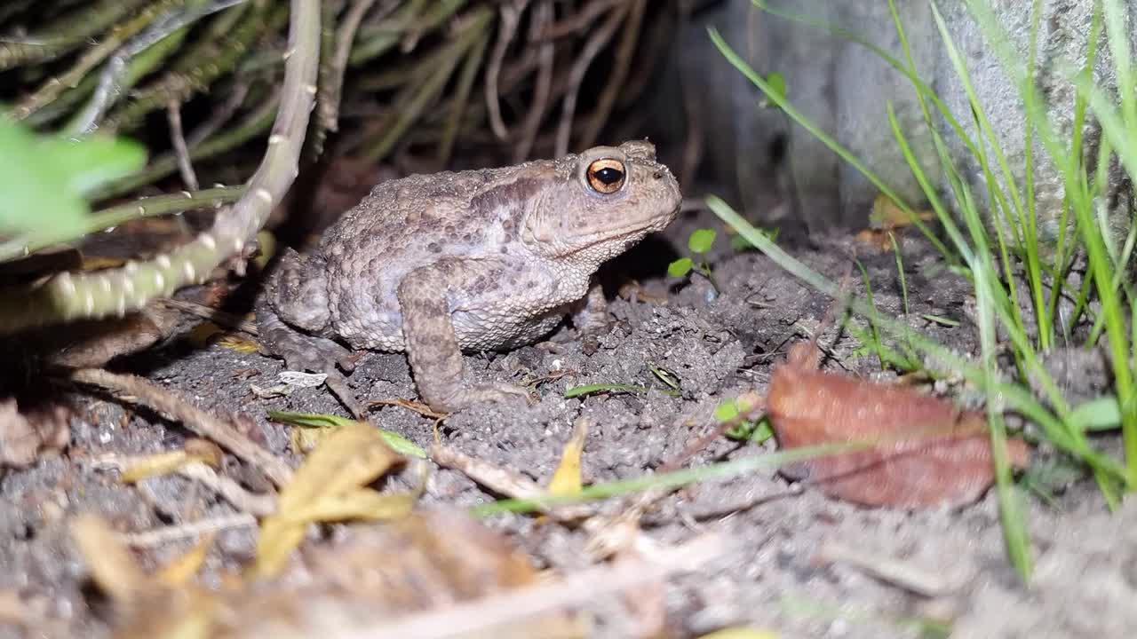 밤 시간 동안 정원의 안개