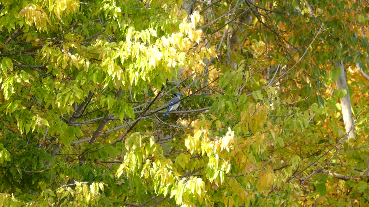 Blue Jay Bird Perching On Tree Branch In Ontario, Canada On A Sunny Day In Autumn - wide shot