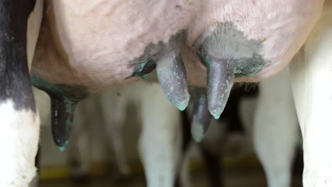 closeup of cow udder on a dairy farm