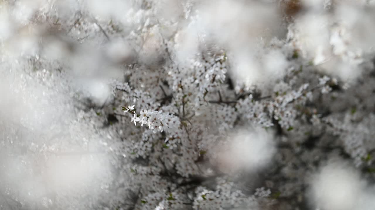flores blancas en las ramas de los árboles en cámara lenta