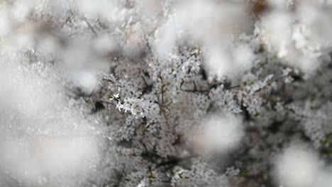 white blossoms on tree branches in slow motion