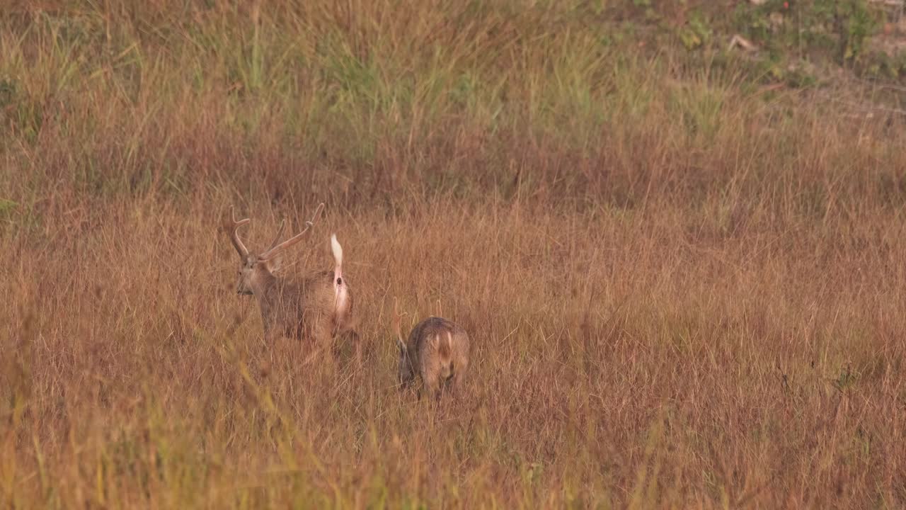 ciervo cerdo indio, hyelaphus porcinus, tailandia