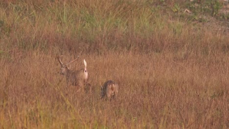 indian hog deer, hyelaphus porcinus, thailand