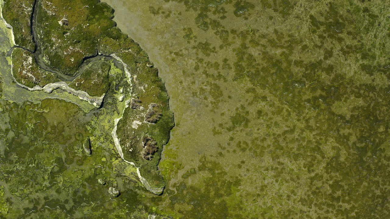 ir donde la vida es más verde