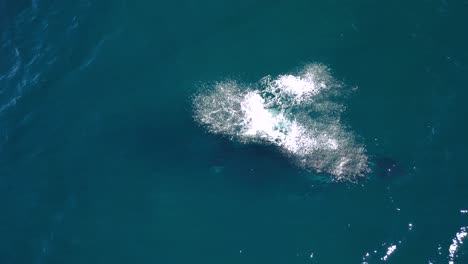 A Humpback Whale swims beside its newborn calf while they travel through the blue ocean water