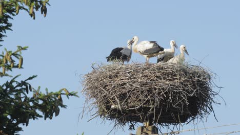 a mother stork with juvenile storks in a nest