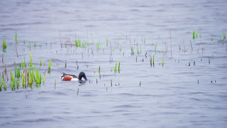 Pato-Cuchara-Norte-Flotando-En-El-Río-Y-Incursionando-Bajo-El-Agua