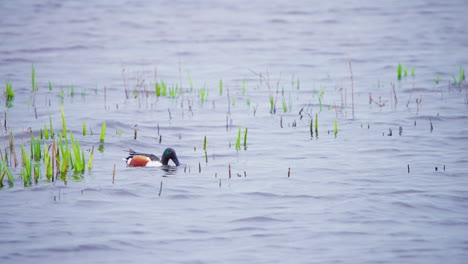 pato pala del norte flotando en el río y divagando bajo el agua
