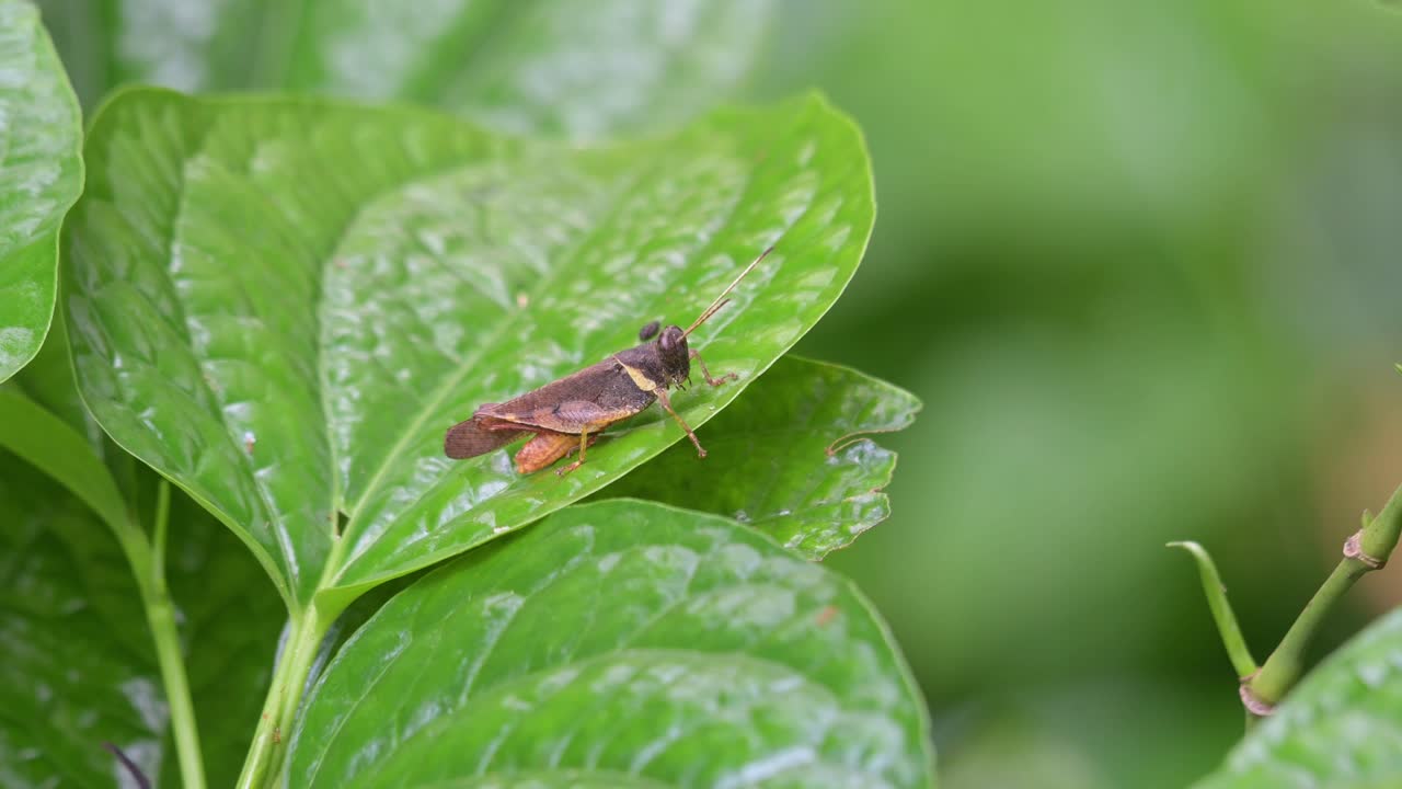 태국 나콘 라차시마 지방 의 카오 야이 국립 공원 내 에 있는 초파리 가 바람 에 부드럽게 불어오는 잎 에  ⁇ 고 있다
