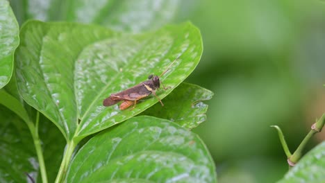 Descansando-Sobre-Una-Hoja-Soplada-Suavemente-Por-El-Viento,-Un-Saltamontes-Dentro-Del-Parque-Nacional-De-Khao-Yai,-Provincia-De-Nakhon-Ratchasima-En-Tailandia