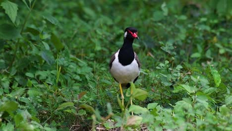 Der-Rotlappenkiebitz-Ist-Einer-Der-Häufigsten-Vögel-Thailands