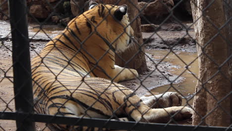 Tigre-De-Bengala-Naranja-En-El-Zoológico