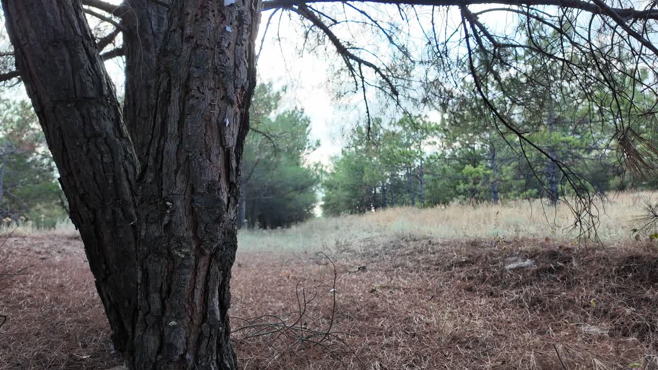 A tranquil walk through Crimea’s vibrant woodlands, showcasing the rich colors of autumn and the peaceful landscape under the trees