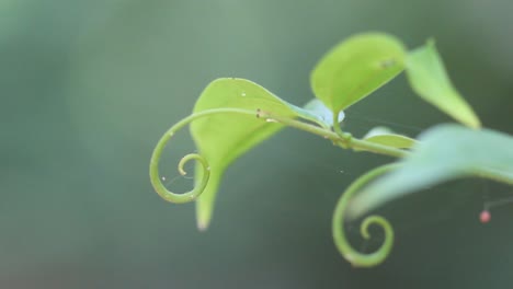 Zarte-Natur,-Grünes-Makroblatt,-Zen-Frühling,-Tropisches-Spa