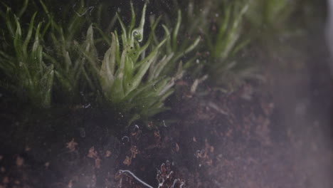 tiny marvels: water droplet landing on plant macro footage