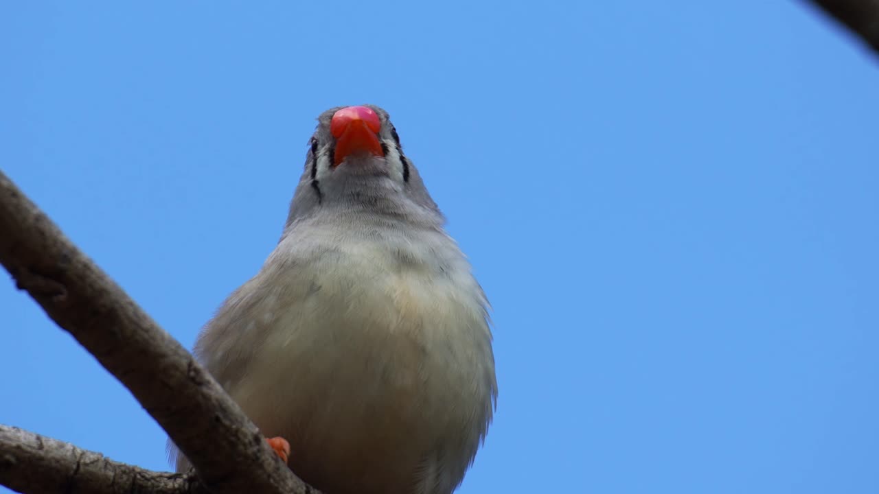 En hun zebrafinke (Taeniopygia guttata) sidder på en gren mod en klar, blå himmel og ser sig omkring. Nærbillede