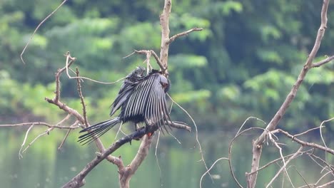 anhinga uhd mp4 video ..