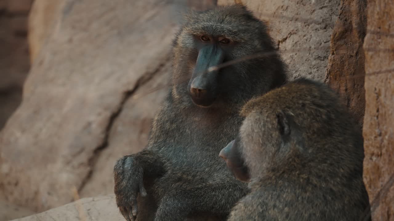 dos babuinos soñolientos sentados y descansando - de cerca