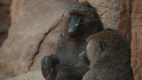 Two-Sleepy-Baboons-Sitting-And-Resting---close-up