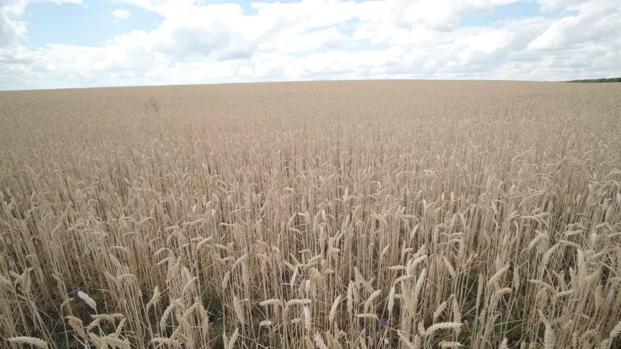 пшеничное поле, уши пшеницы, качающиеся от нежного ветра. золотые уши медленно качаются в ветре вблизи. вид созревающего пшеничного поля в летний день. сельская промышленность.