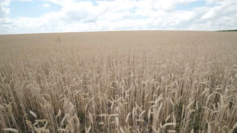 campo de trigo, orejas de trigo balanceándose por el viento suave. orejas doradas están balanceándose lentamente en el viento de cerca. vista del campo de trigo madurando en el día de verano. industria agrícola.