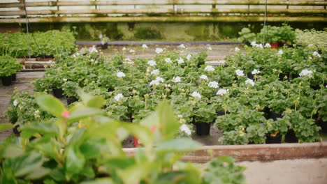 close-up seedlings of white ornamental flowers in greenhouse