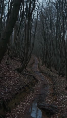 dark and mysterious forest path