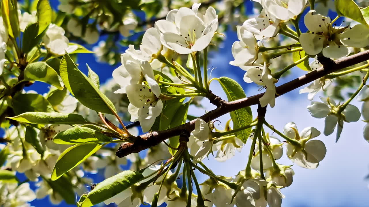 Flowering pear tree branch with white blossoms against clear spring sky backdrop