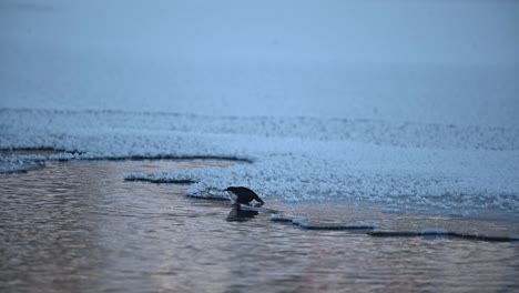 White-Throated-Dipper-sitting-on-ice-edge-evaluating-next-move-before-flying,-slow-motion