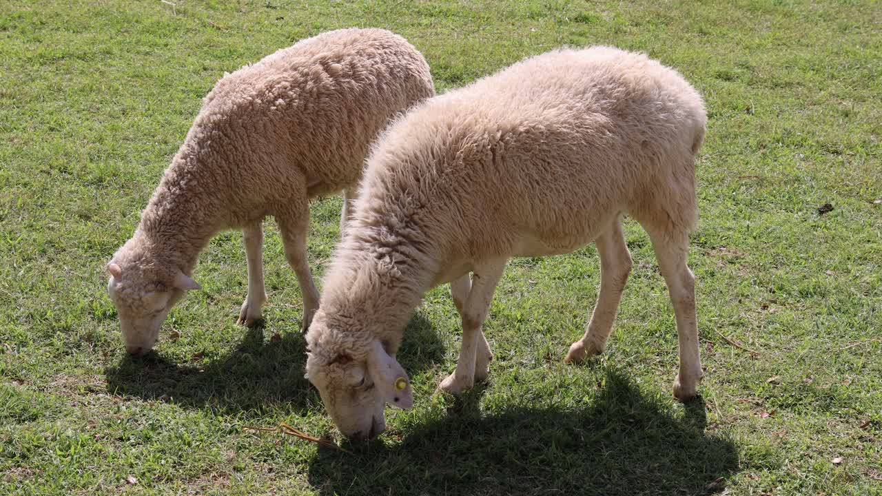두 마리의 양이 이 많은 에서 풀을 먹고 있다