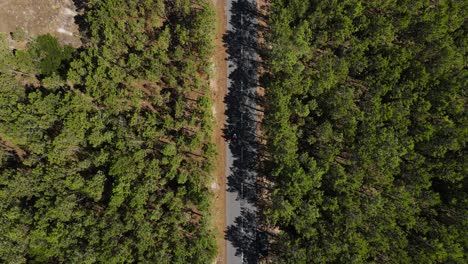 Aerial-footage-of-two-people-cycling-on-a-tarmac-road-through-a-pine-tree-forest
